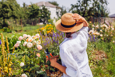 Zonnige tuin - anti zomerstress tips bij Famiflora