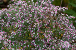 Asteraceae