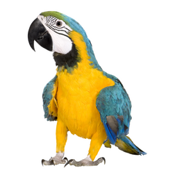 Conseils sur les perroquets