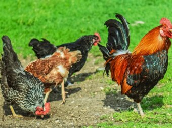 Info en advies voor kippen