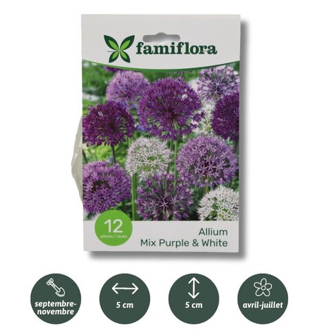 Allium mix paars/wit per 12 10/12 - afbeelding 2