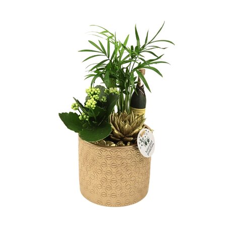 Amy Gold Sylvester - afbeelding 1