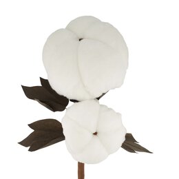 Branche coton 35x60cm