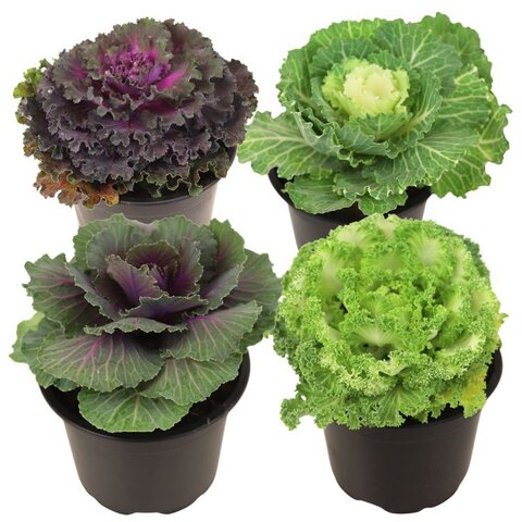 Brassica oleracea (Sierkool) p12