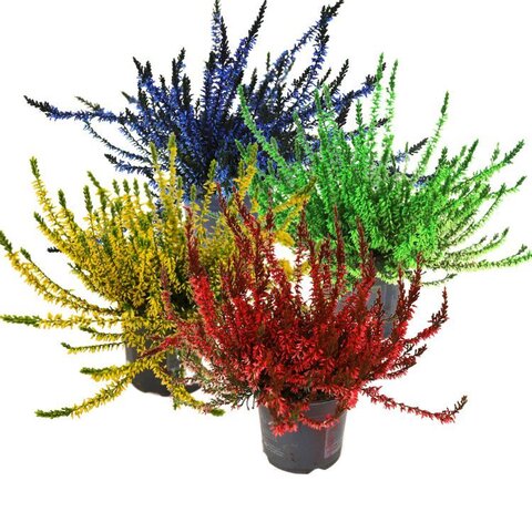 Calluna KLB Verf mix p10