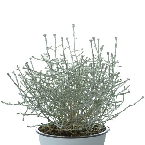 Calocephalus brownii P10.5-p13