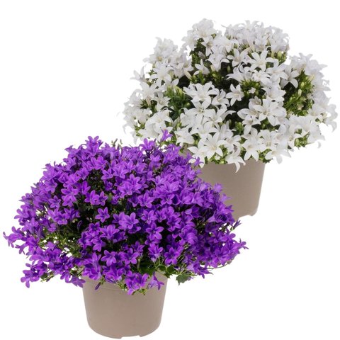 Campanula port. 'Ambella White' p12