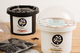 champignons Archi-Duc bruin kit - afbeelding 4