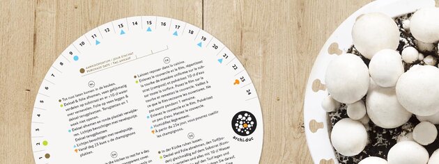 champignons prêt-à-pousser Archi Duc blondes kit - image 5