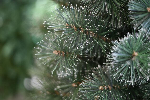 Cleveland Frosted Pine 210cm - afbeelding 2