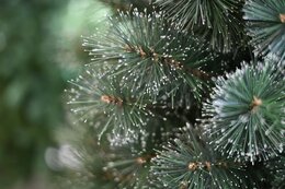 Cleveland Frosted Pine 210cm - afbeelding 2