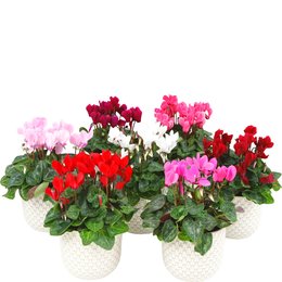 Cyclamen p10/p12