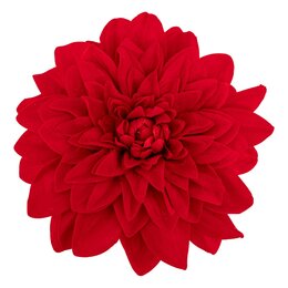 Dahlia D20cm fluweel rood
