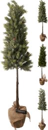 Dennenboom H106cm in jute pot 3ass