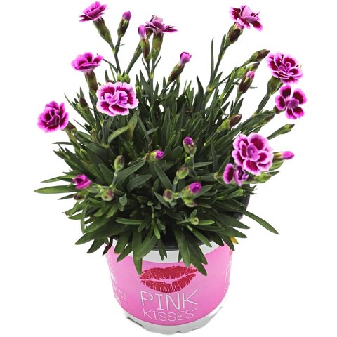 Dianthus pink kisses p10,5