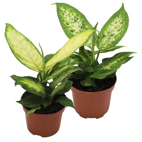 Dieffenbachia camilla p12