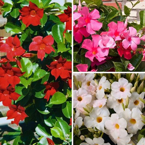 Dipladenia Mandevilla Struik P10,5 - afbeelding 2