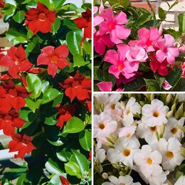 Dipladenia Mandevilla Struik P10,5 - afbeelding 2