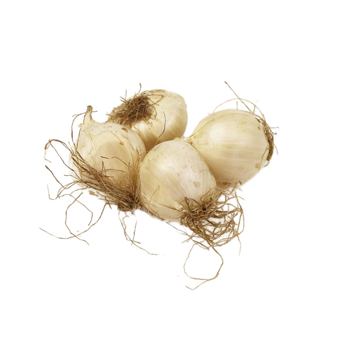 Allium mix mauve/blanc par 12 10/12 - image 4