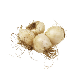 Allium mix paars/wit per 12 10/12 - afbeelding 4