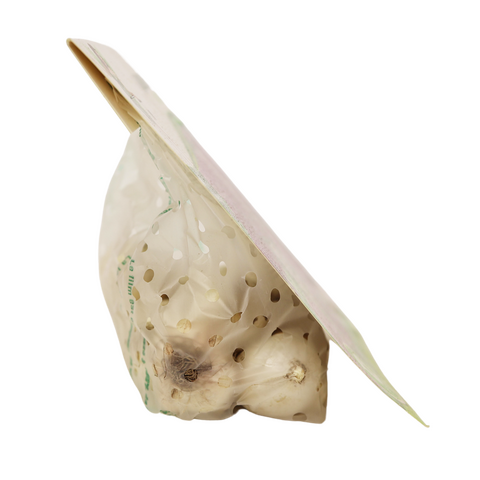 Allium mix paars/wit per 12 10/12 - afbeelding 5