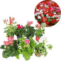 Geranium zonale p10,5 - image 2