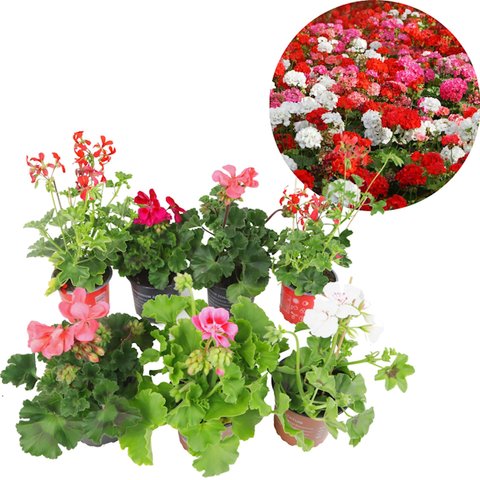 Geranium zonale p10,5 - afbeelding 2
