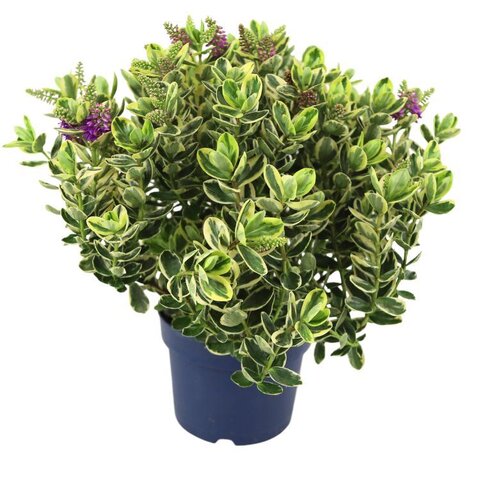 Hebe and. 'Variegata' p18