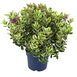 Hebe and. 'Variegata' p18