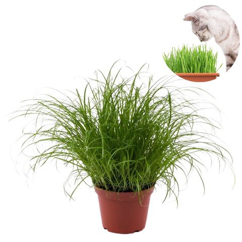  Cyperus alt. 'Zumula'herbe a chat -  p12