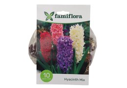 Hyacinth Mix per 10 - afbeelding 5