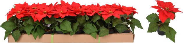Kerstbloem poinsettia H19cm 1bloem