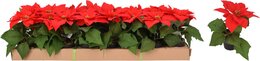 Kerstbloem poinsettia H19cm 1bloem