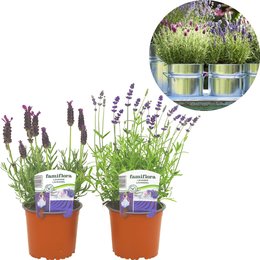 Lavendel P11/15 - afbeelding 2