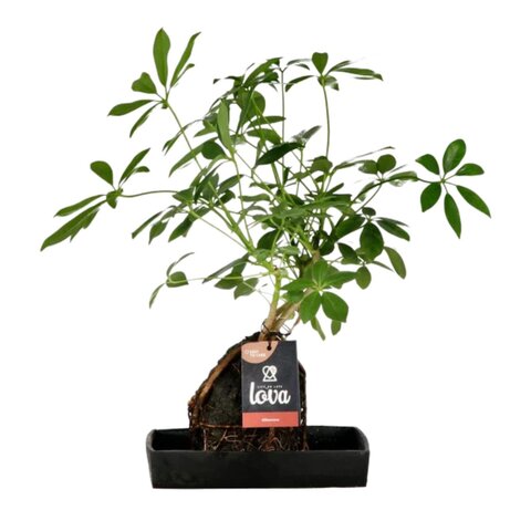 Lova Schefflera P17