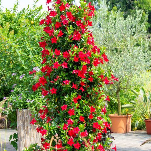 Dipladenia Mandevilla Struik P10,5 - afbeelding 4