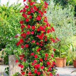 Dipladenia Mandevilla Struik P10,5 - afbeelding 4
