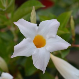 Dipladenia Mandevilla Struik P10,5 - afbeelding 6