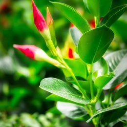 Dipladenia Mandevilla Struik P10,5 - afbeelding 7