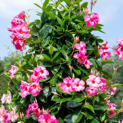 Dipladenia mandevilla struik C 10,5 - afbeelding 4