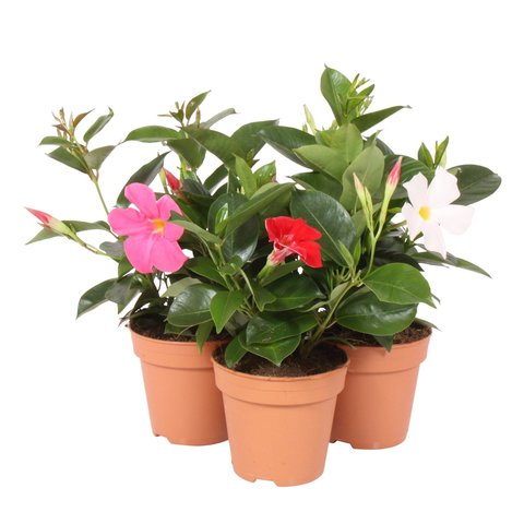 Dipladenia Mandevilla Struik P10,5 - afbeelding 1