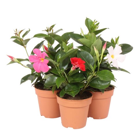 Dipladenia mandevilla struik C 10,5 - afbeelding 1