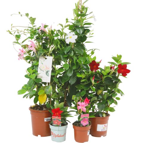 Dipladenia Mandevilla Struik P10,5 - afbeelding 3