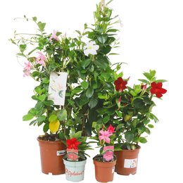Dipladenia Mandevilla Struik P10,5 - afbeelding 3