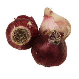 Mélange de jacinthes par 10 - image 4