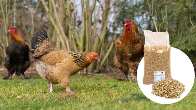 Mélange pour Poules 18kg - image 2