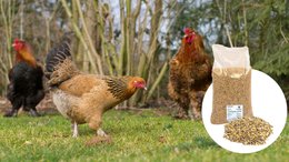 Mélange pour Poules 18kg - image 2