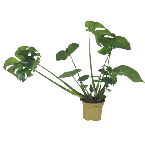 Monstera deliciosa p17