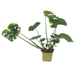 Monstera deliciosa p17