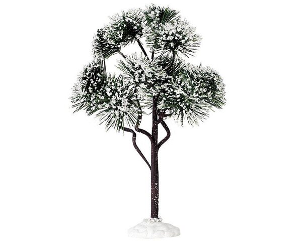 mountain pine, large